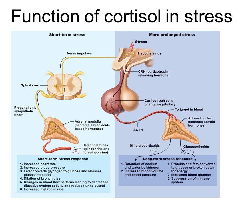 cortisol_stress1335849873182